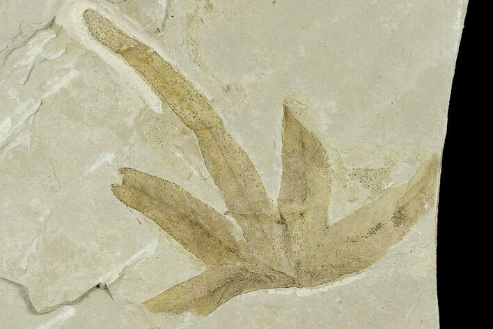 Climbing Fern Leaf (Lygodium) - Green River Formation, Utah #117995